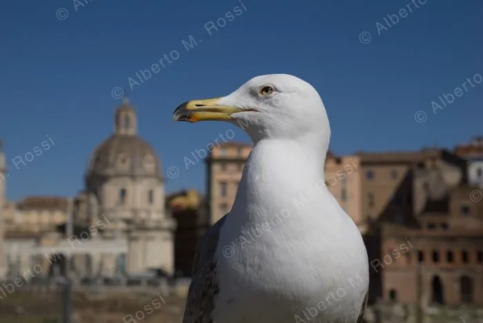Roman Gull